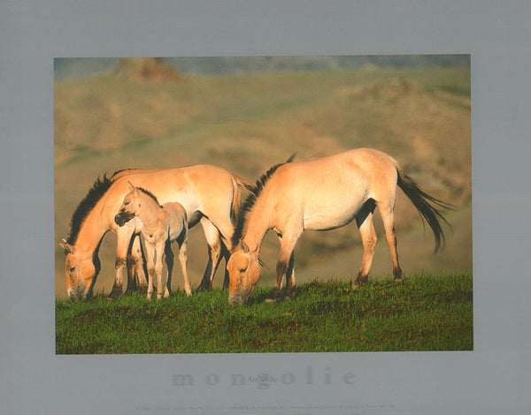 Horses by Art Wolfe - 10 X 12 Inches (Art Print)