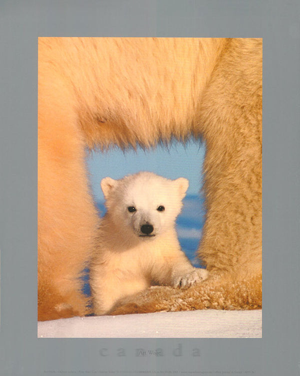 Polar Bear Club by Art Wolfe - 10 X 12 Inches (Art Print)