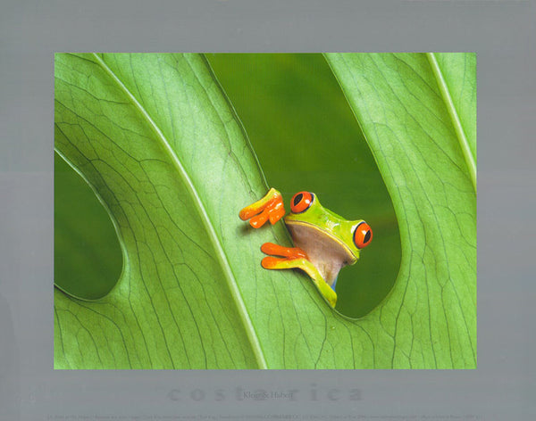 Tree frog by J.C Klein & M.L Hubert - 10 X 12 Inches (Art Print)
