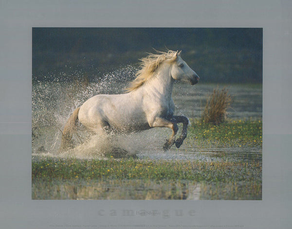 Aquatic Gallop by Hans Silvester - 10 X 12 Inches (Art Print)