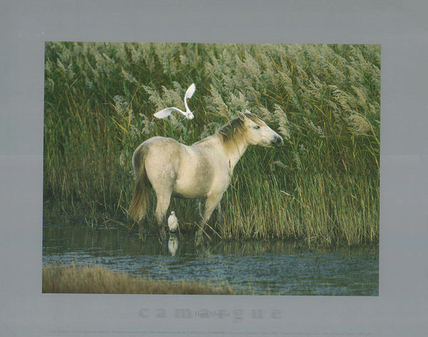Horse, herons and reeds by Hans Silvester - 10 X 12 Inches (Art Print)