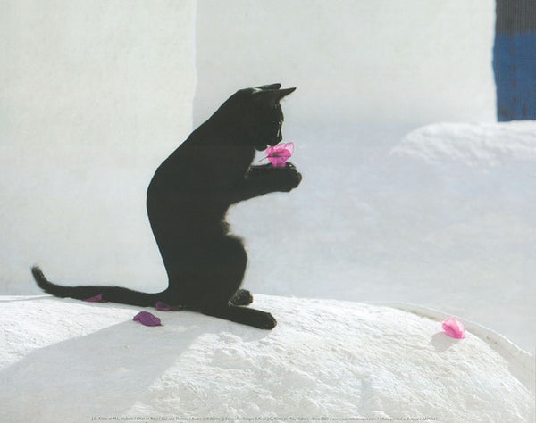 Cat and Flower by J.C Klein - 10 X 12 Inches (Art Print)
