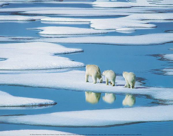 Polar Bears, Canada by Dr Hinrich Bäsemann - 10 X 12 Inches (Art Print)