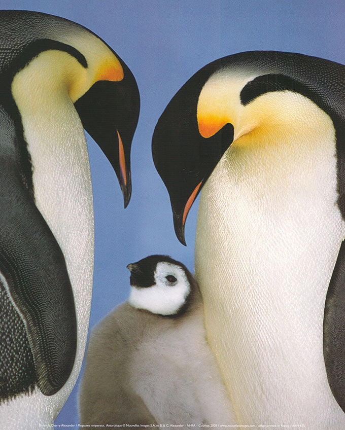 Pingouins empereur, Antarctique by Cherry Alexander - 10 X 12 Inches (Art Print)