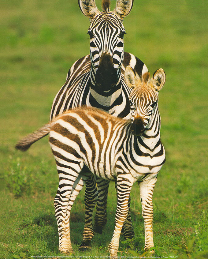 Parc national de Serengeti, Tanzanie by Kevin Schafer - 10 X 12 Inches (Art Print)