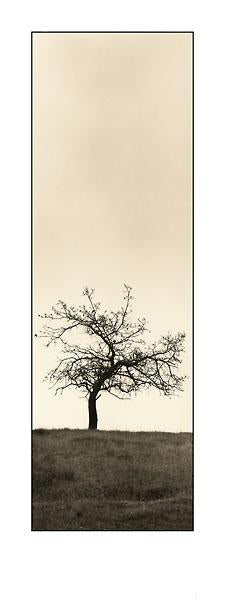 Cherry Blossom Tree by Alan Blaustein - 9 X 24 Inches (Art Print)