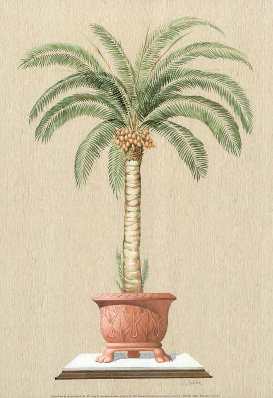 Date Palm by Sergei Bender - 11 X 16 Inches (Art Print)