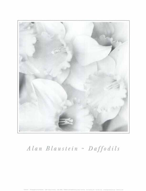 Daffodils by Alan Blaustein - 11 X 14 Inches (Art Print)
