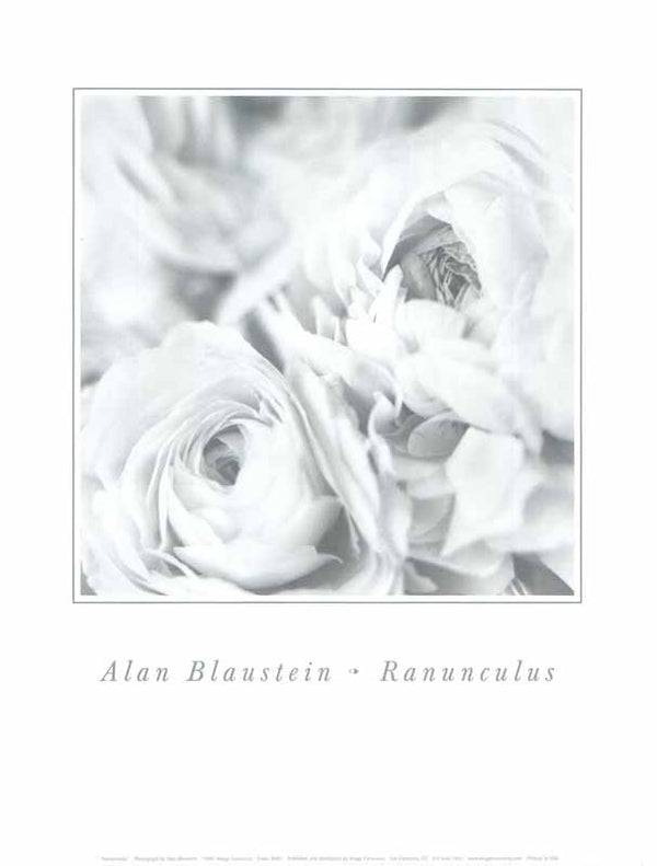 Ranunculus by Alan Blaustein - 11 X 14 Inches (Art Print)