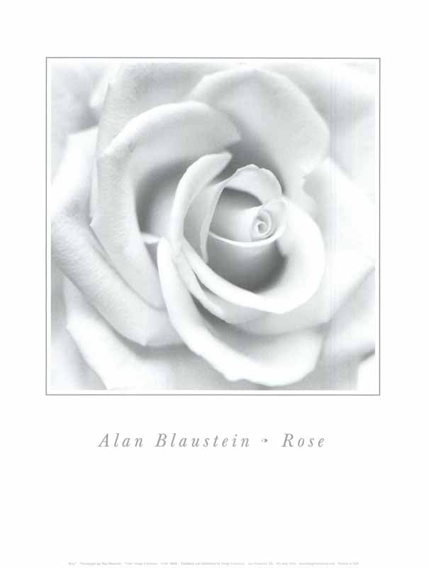 Rose by Alan Blaustein - 11 X 14 Inches (Art Print)