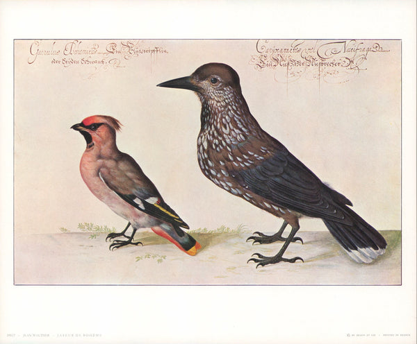 Bohemian Waxwind and Raven by Jean Walther  - 10 X 12 Inches (Art Print)