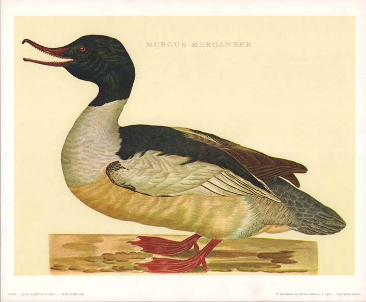 Goosander, 1809 by Jean Christian Sepp - 10 X 12 Inches (Art Print)