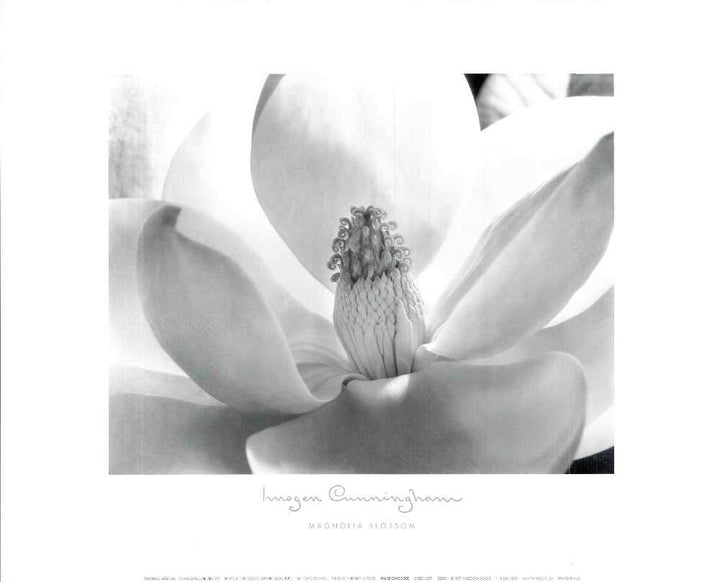 Magnolia Blossom by Imogen Cunningham - 16 X 20 Inches (Art Print)