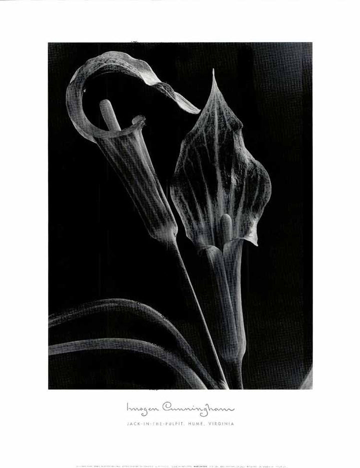 Jack-in-the-Pulpit, Hume, Virginia by Imogen Cunningham - 22 X 28 Inches (Art Print)