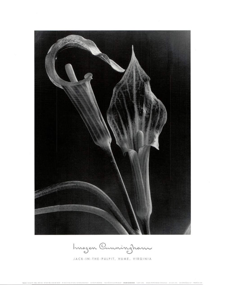 Jack-in-the-Pulpit, Hume, Virginia by Imogen Cunningham - 16 X 20 Inches (Art Print)