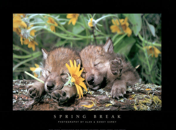 Spring Break - Gray Wolf Cubs by Alan and Sandy Carey - 18 X 24 Inches (Art Print)