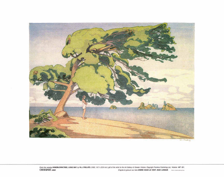 Windblown Tree, Long Bay, 1922 by Walter Phillips - 19 X 24 inches (Art Print)