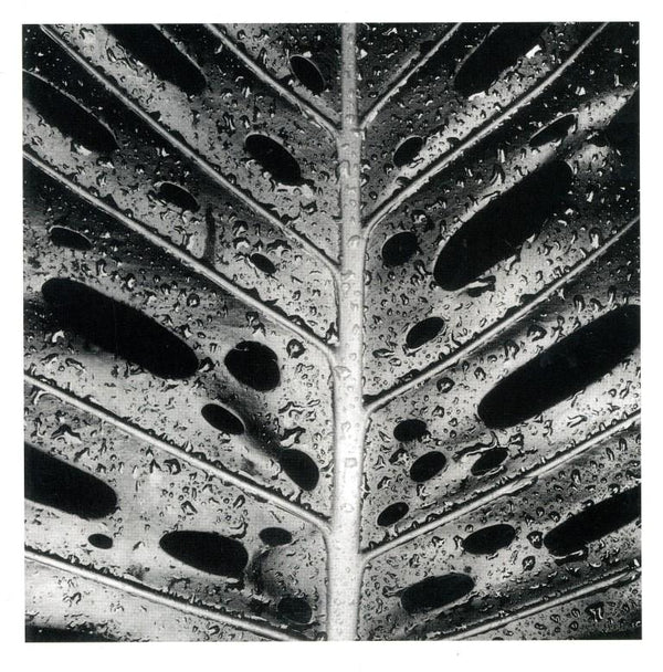 Wet Leaf by Brett Weston - 6 X 6 Inches (Greeting Card)