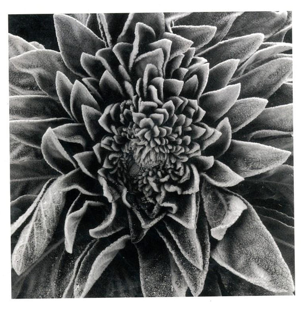 Velvet Leaved Plant by Brett Weston - 6 X 6 Inches (Greeting Card)