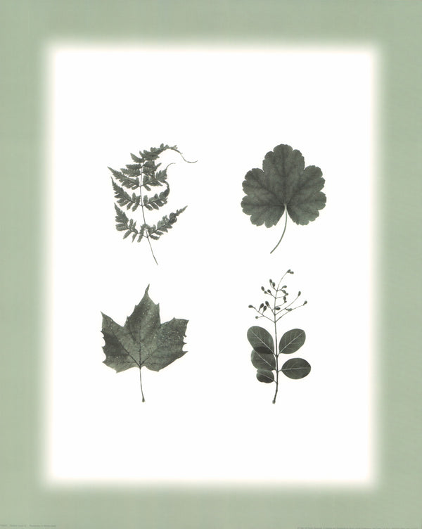 Multiple Leaves III by William Cahill - 16 X 20 Inches (Art Print)