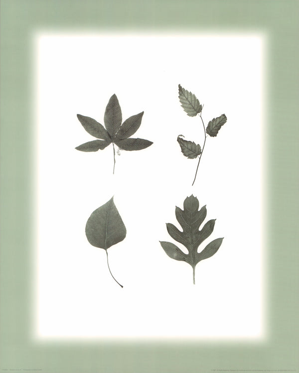 Multiple Leaves IV by William Cahill - 16 X 20 Inches (Art Print)