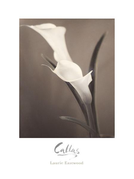 Callas by Laurie Eastwood - 18 X 24 Inches (Art Print)