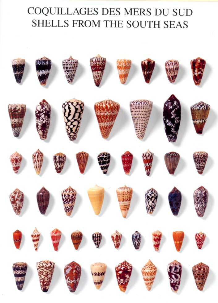 Shells from the South Seas by Atelier Nouvelles Images - 5 X 7 Inches (Note Card)