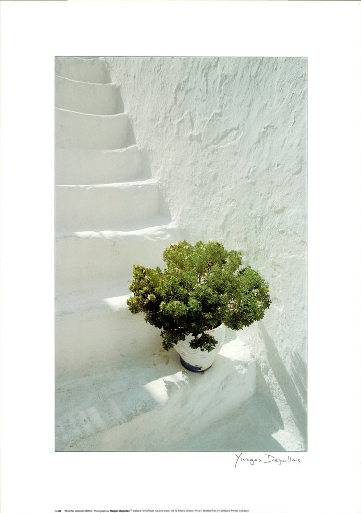 Green Shrub White Wash by Yiorgos Depollas - 20 X 28 Inches (Art Print)