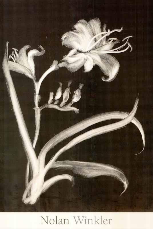 Midnight Lilies by Nolan Winkler - 18 X 26 Inches (Art Print)