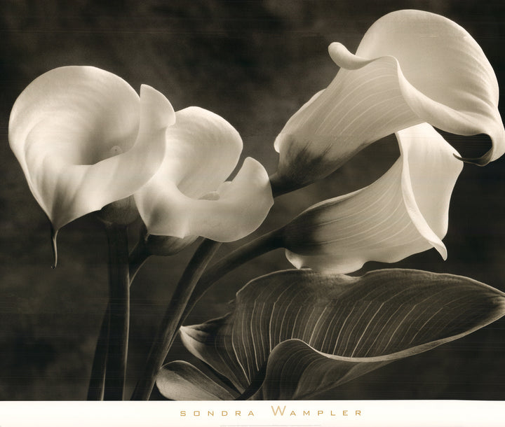 Calla Lilies No. 1 by Sondra Wampler - 34 X 40 Inches (Art Print)