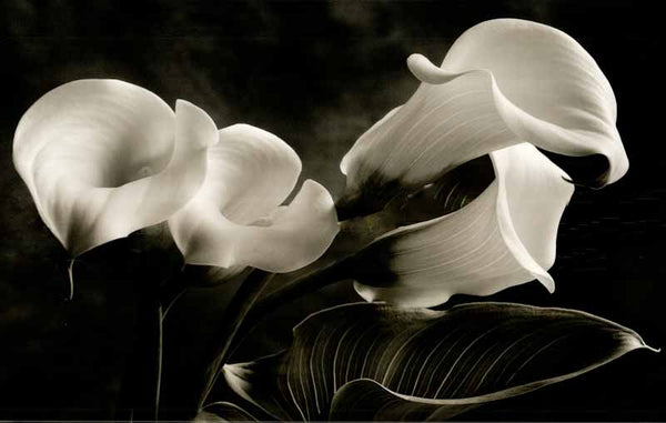Calla Lilies No I by Sondra Wampler - 24 X 36 Inches (Art Print)