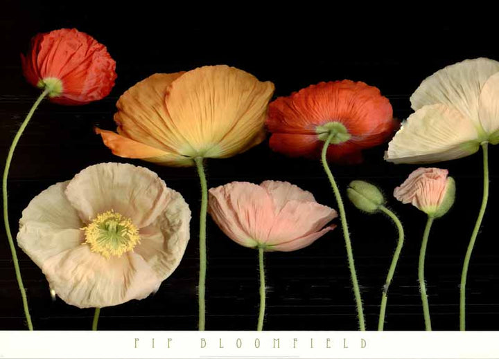 Poppy Garden I by Pip Bloomfield - 26 X 36 Inches (Art Print)