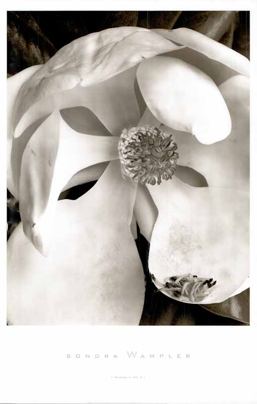 Magnolia No. 3 by Sondra Wampler - 24 X 36 Inches (Art Print)