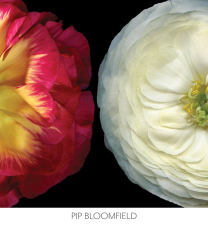 Ranunculus Left by Pip Bloomfield- 26 X 24 Inches (Art Print)