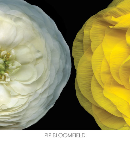 Ranunculus Right by Pip Bloomfield- 26 X 24 Inches (Art Print)