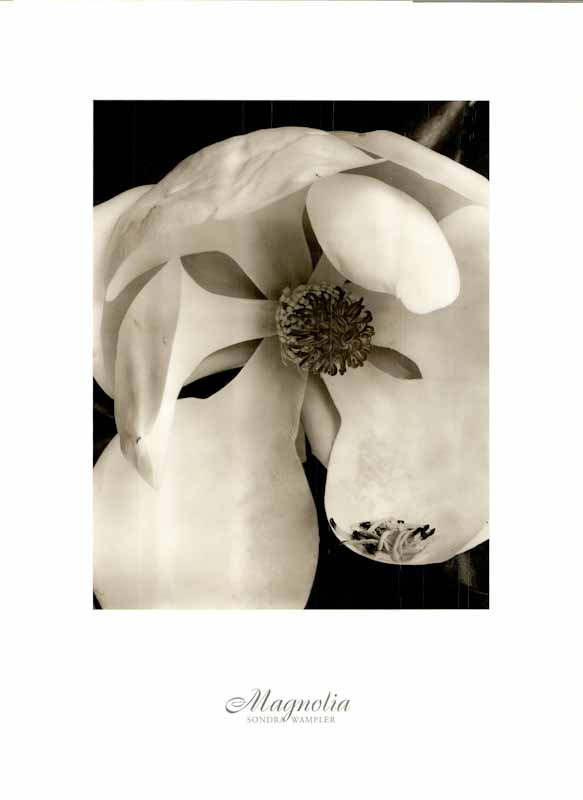 Magnolia by Sondra Wampler - 18 X 24 Inches (Art Print)