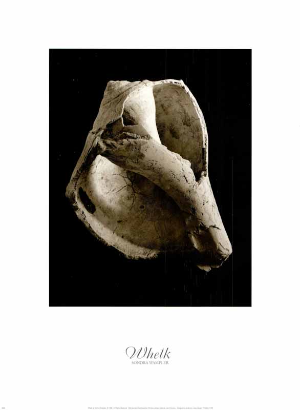 Whelk by Sondra Wampler - 18 X 24 Inches (Art Print)