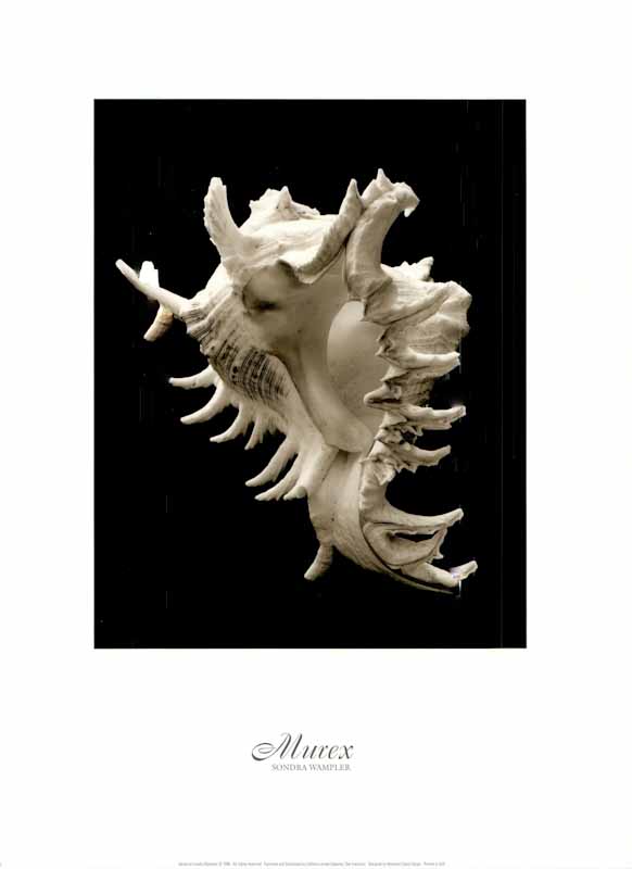 Murex by Sondra Wampler - 18 X 24 Inches (Art Print)