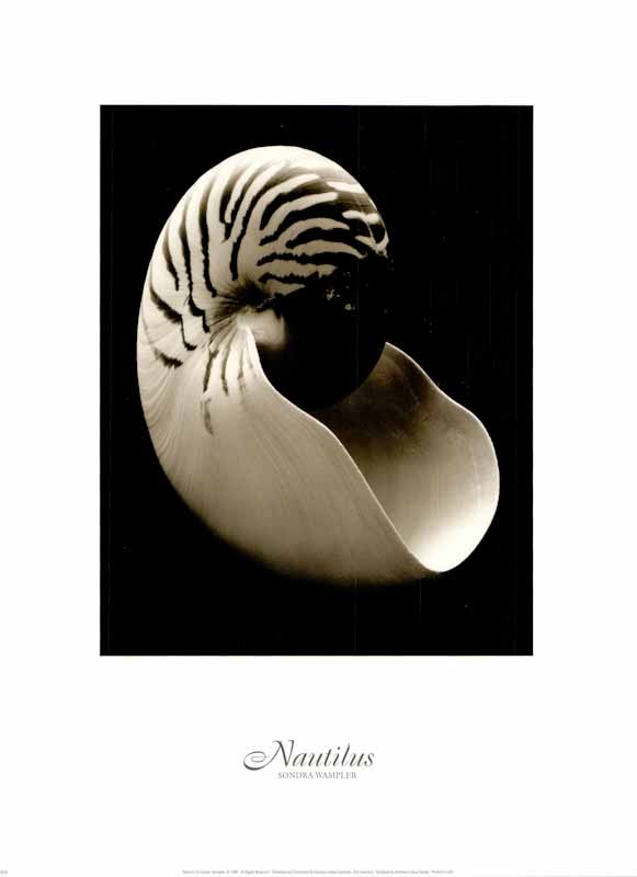 Nautilus by Sondra Wampler - 18 X 24 Inches (Art Print)