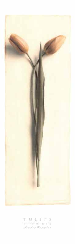 Tulips by Sondra Wampler - 12 X 36 Inches (Offset Lithograph)