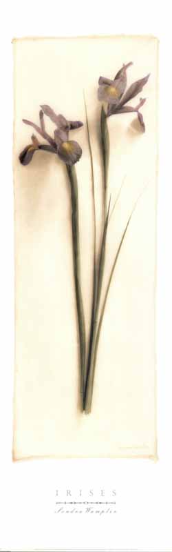 Irises by Sondra Wampler - 12 X 36 Inches (Art Print)