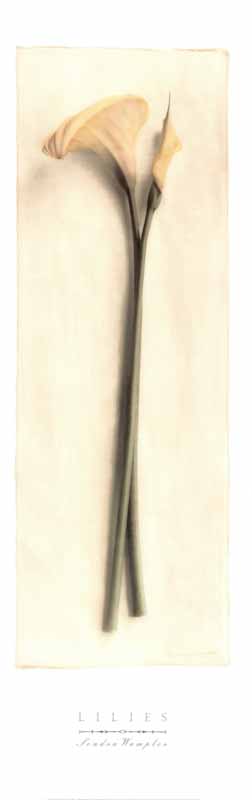 Lilies by Sondra Wampler - 12 X 36 Inches (Offset Lithograph)