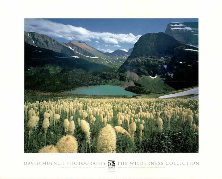 Bear Grass Grinell Lake by David Muench - 24 X 30 Inches (Art Print)
