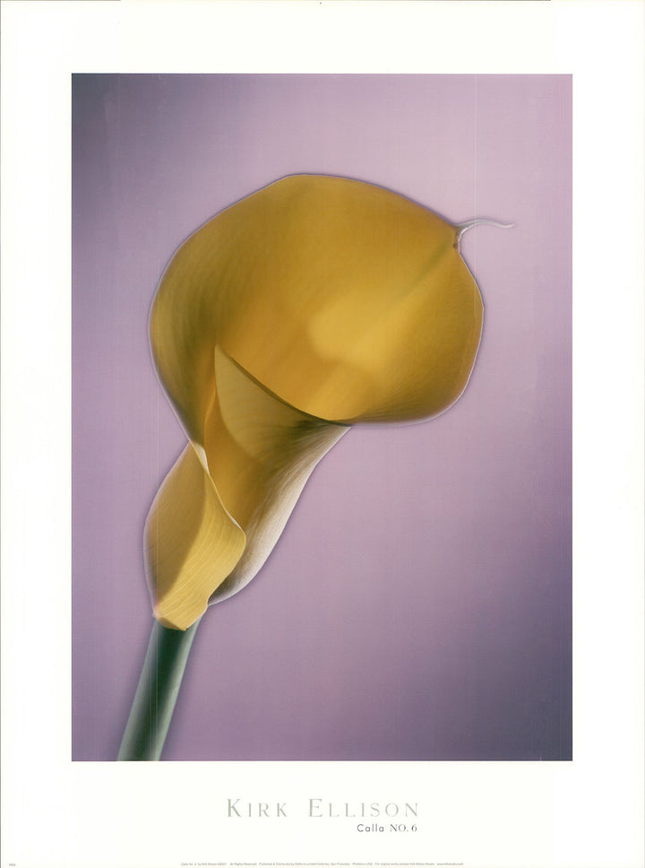 Calla No. 6 by Kirk Ellison - 18 X 24 Inches (Art Print)
