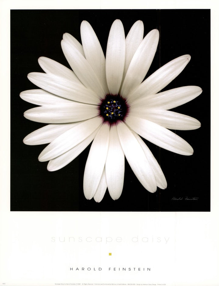 Sunscape Daisy by Harold Feinstein - 11 X 14 Inches (Art Print)