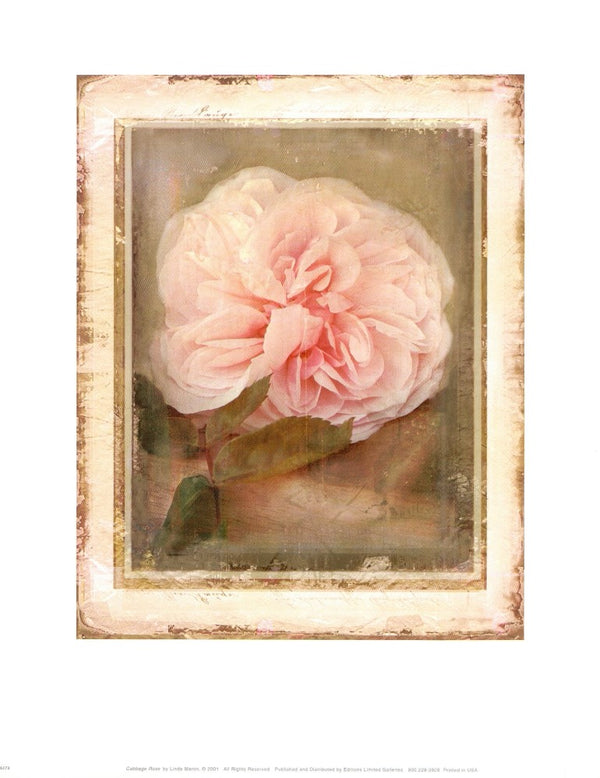 Cabbage Roses by Linda Maron - 11 X 14 Inches (Art Print)