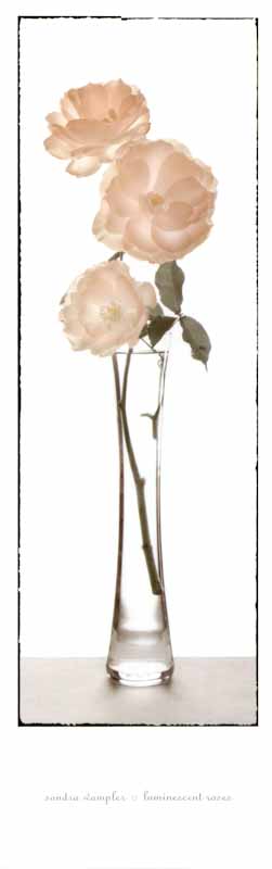 Luminescent Roses by Sondra Wampler - 12 X 36 Inches (Art Print)