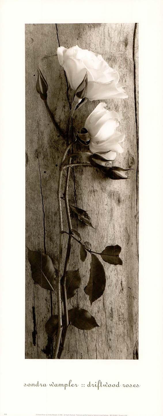 Driftwood Roses by Sondra Wampler - 8 X 20 Inches (Art Print)