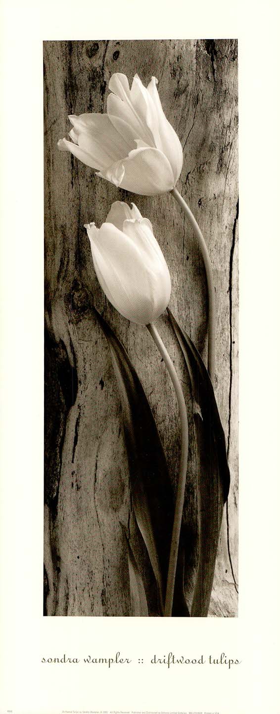 Driftwood Tulips by Sondra Wampler - 8 X 20 Inches (Art Print)