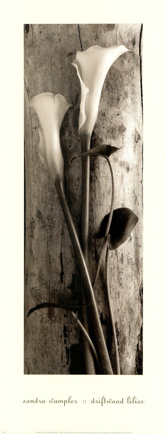 Driftwood Lilies by Sondra Wampler - 8 X 20 Inches (Art Print)